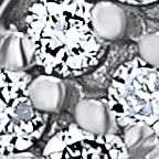 12011230_0002_10-COLAR-WHITE-SNAKE