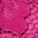 25111076_5361_10-SAIA-MIDI-PALA-FRANZIDA-DE-RENDA-ROSA-FU