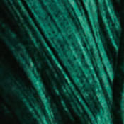 25342419_10064_10-CALCA-FLARE-VELUDO-VERDE-NOMADE