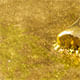 12021260_0100_10-ANEL-ZODIACO-CAPRICORNIO